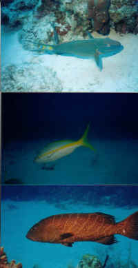 3 Fish.JPG (51198 bytes)