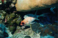 Big Eyed Fish.jpg (23238 bytes)
