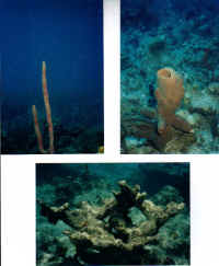 Coral1.JPG (70711 bytes)