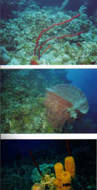 Coral2.JPG (76784 bytes)