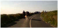 CowforaWalk.JPG (46816 bytes)