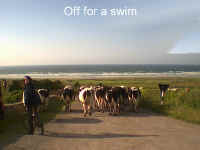 UntilTheCowsComeHome.JPG (111336 bytes)