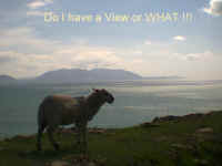 ViewSheep.JPG (100032 bytes)