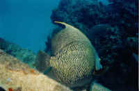 Yellow Big Fin.JPG (23600 bytes)